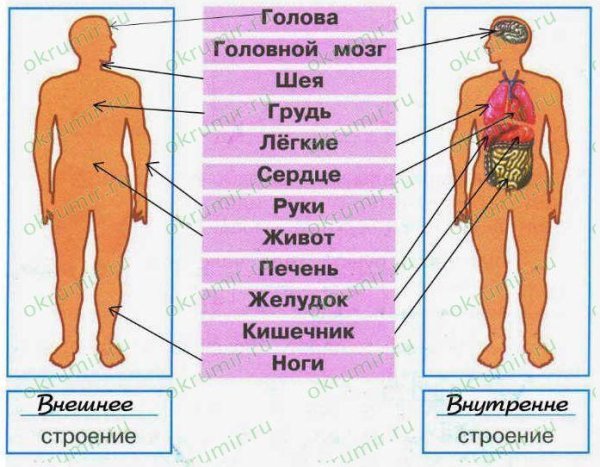 Внешнее и внутреннее строение человека