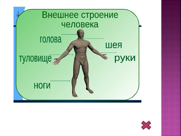 Строение тела человека