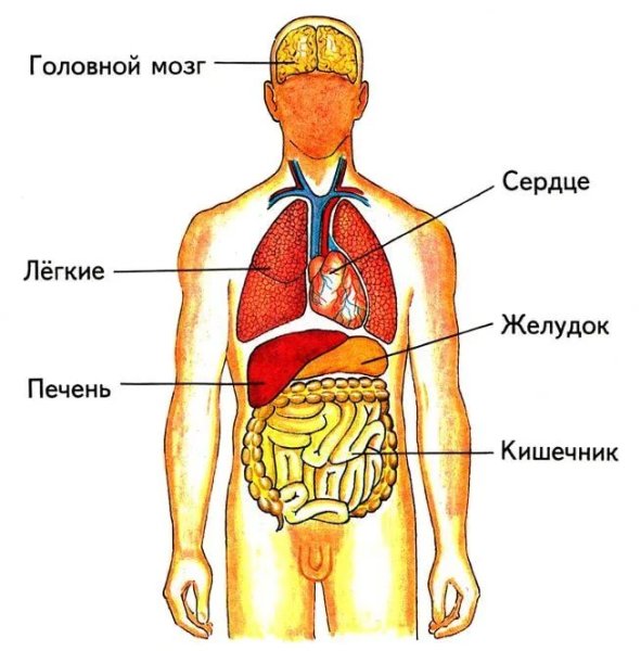 Картинки внешние органы человека (48 фото)