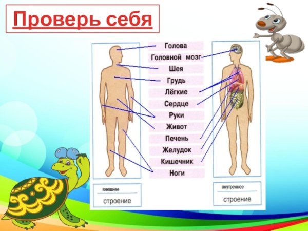 Внешнее и внутреннее строение человека