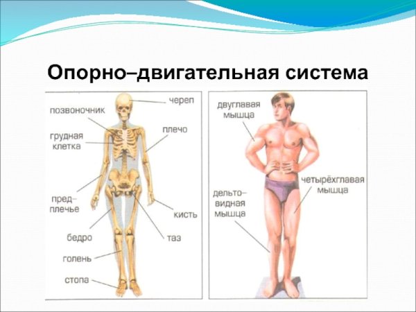 Опорно-двигательная система человека 3 класс окружающий