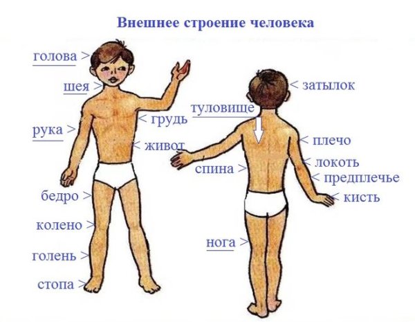 Строение человека части тела
