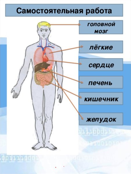 Строение тела человека