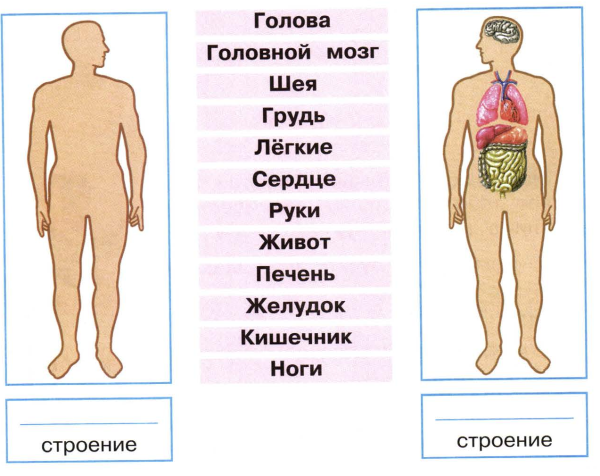 Строение тела человека 2 класс окружающий мир Плешаков
