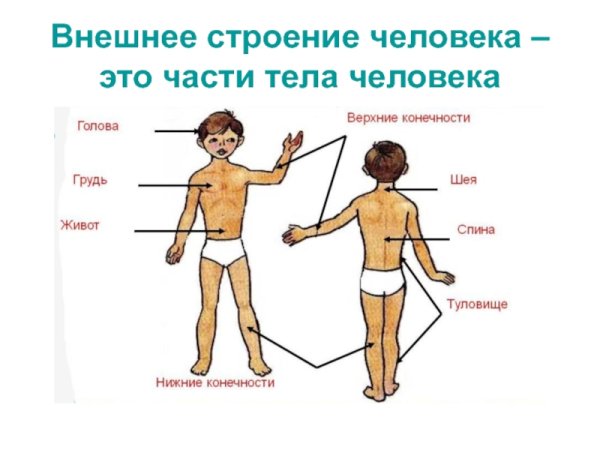 Анатомия человека внешнее строение