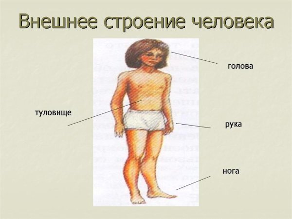 Внешнее строение тела человека