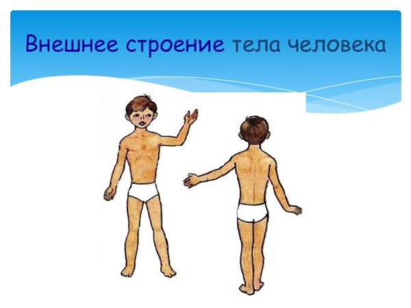 Внешнее и внутренне строение человека