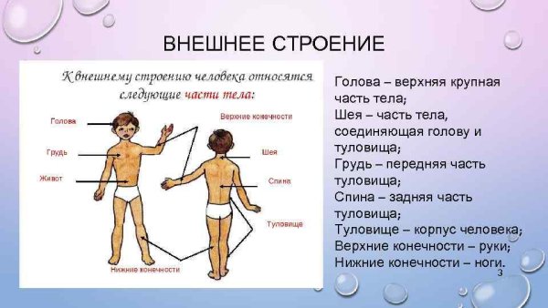 Строение человека части тела