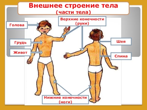 Внешнее строение тела человека