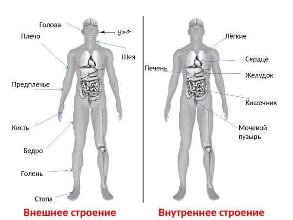 Строение человека плечо предплечье голень бедро