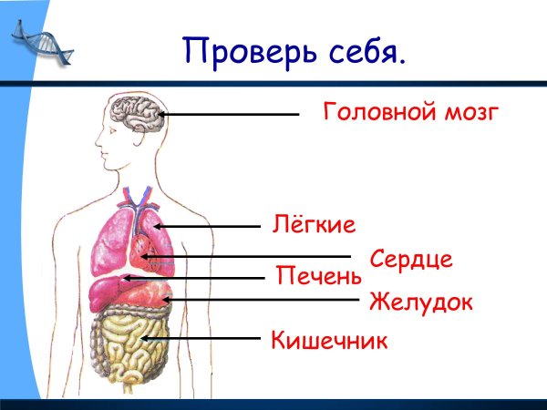 Схема внутреннее строение организма