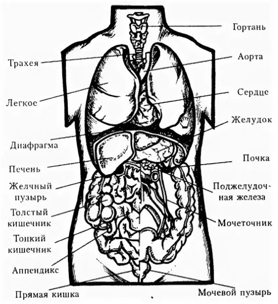 Анатомия внутренних органов человека строение внутренних органов
