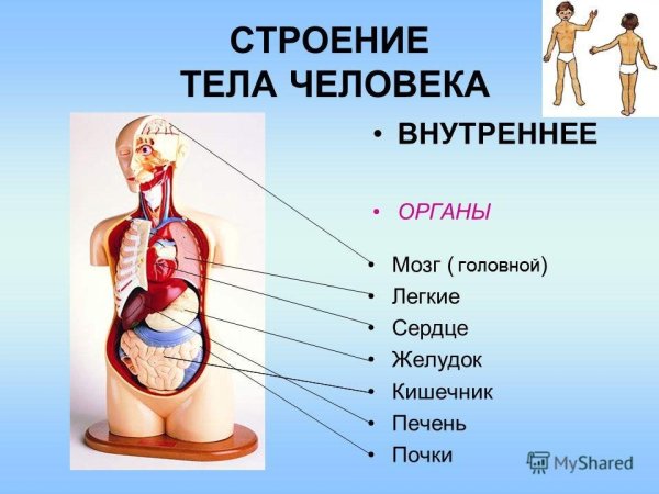 Структура человека внутренние органы