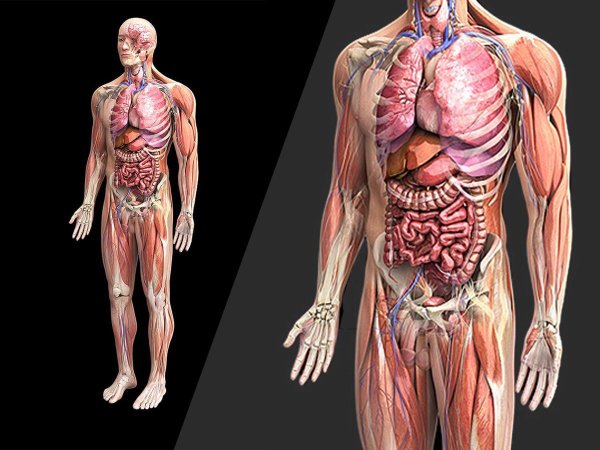 Картинки человек внутренние органы (46 фото)