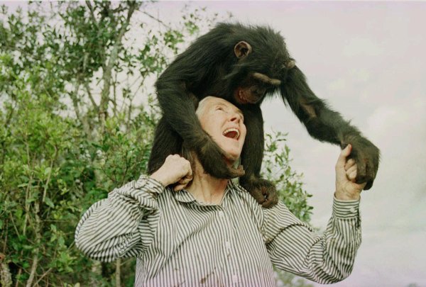 Jane Goodall горилла