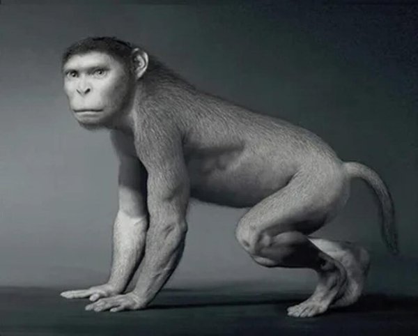 Картинки человек обезьяна (49 фото)