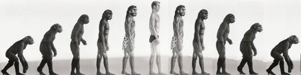 Human Evolution Эволюция человека