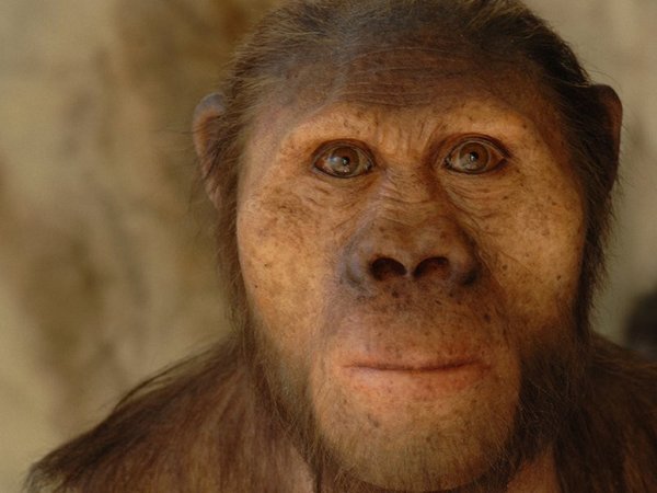Африканский австралопитек Australopithecus africanus