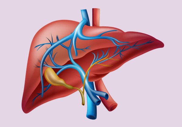 Картинки печень человека (47 фото)