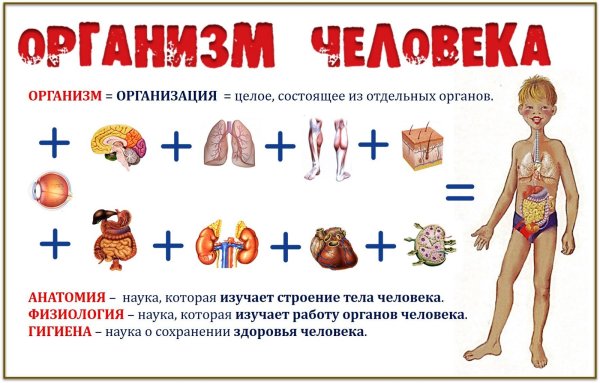 Организм человека