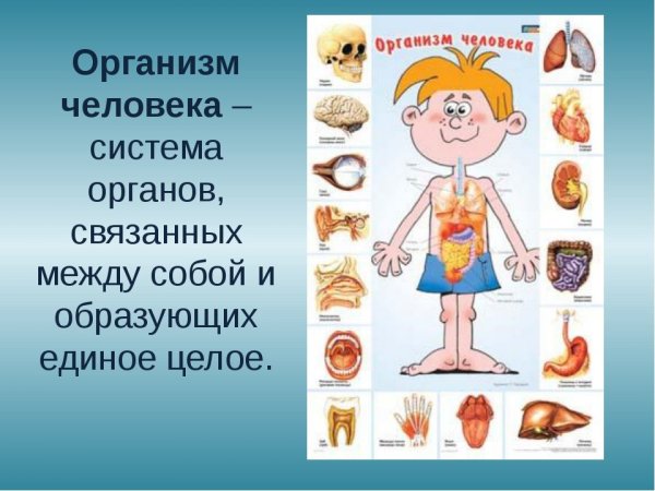 Тема организм человека