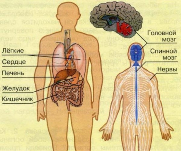 Строение человека внутренние органы 3 класс окружающий мир