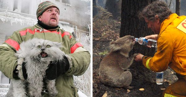 Способы спасения животных