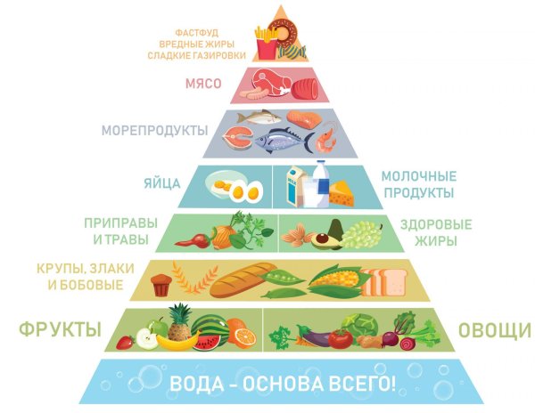 Пищевая пирамида Уолтера виллетта