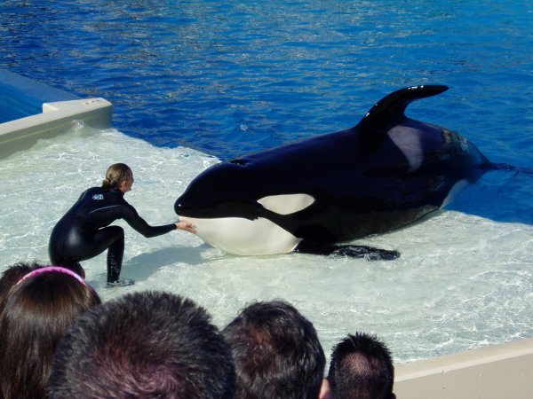 SEAWORLD касатки