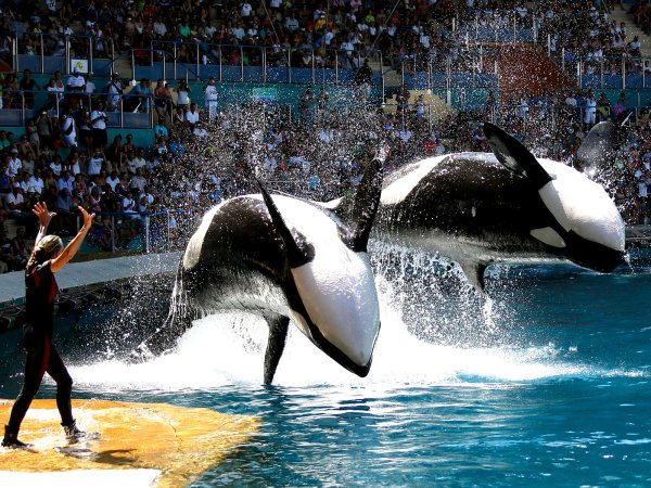 SEAWORLD касатки