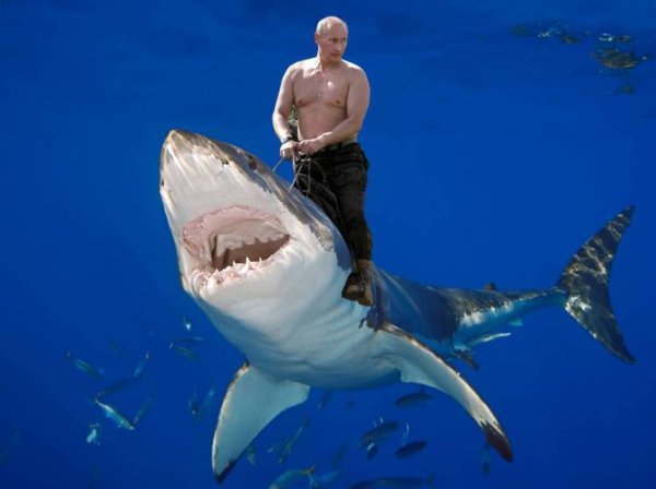 Большая белая акула и человек