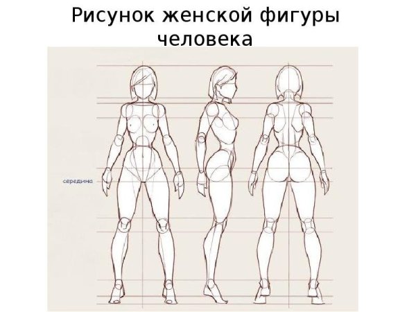 Пропорции тела человека референс