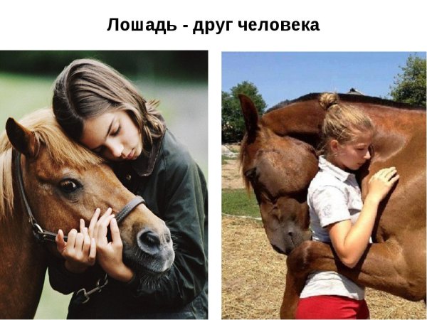 Конь лучший друг человека