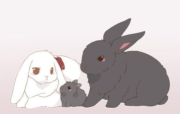Наоми Лорд зайчик