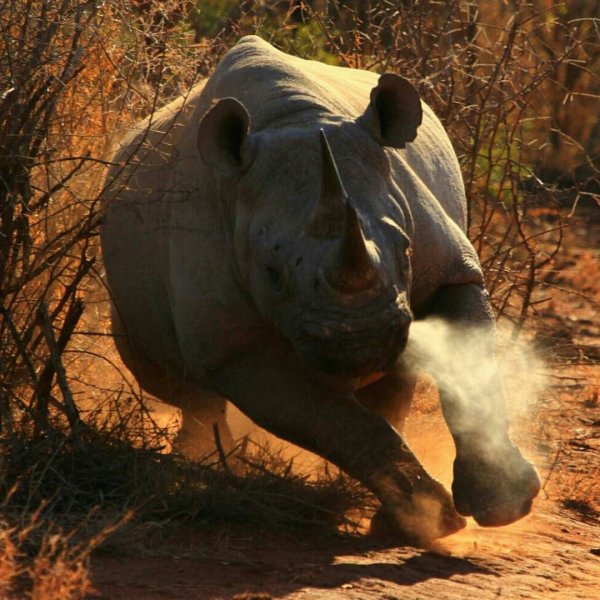 Картинки человек носорог (47 фото)