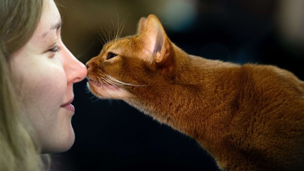 Коты и люди