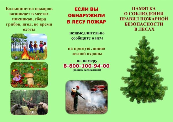 Пожарная безопасность в лесу