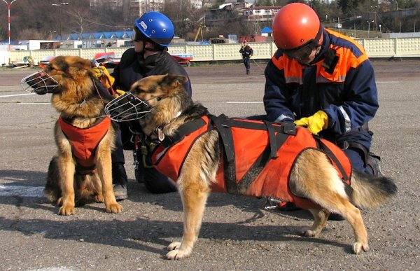 Собака пожарник