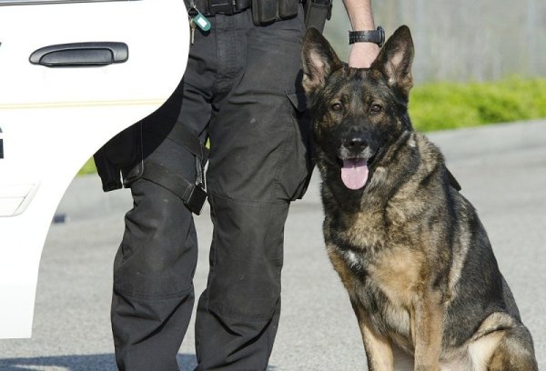 K9 Police овчарка