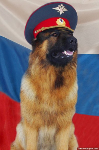Овчарки полиция Мухтар