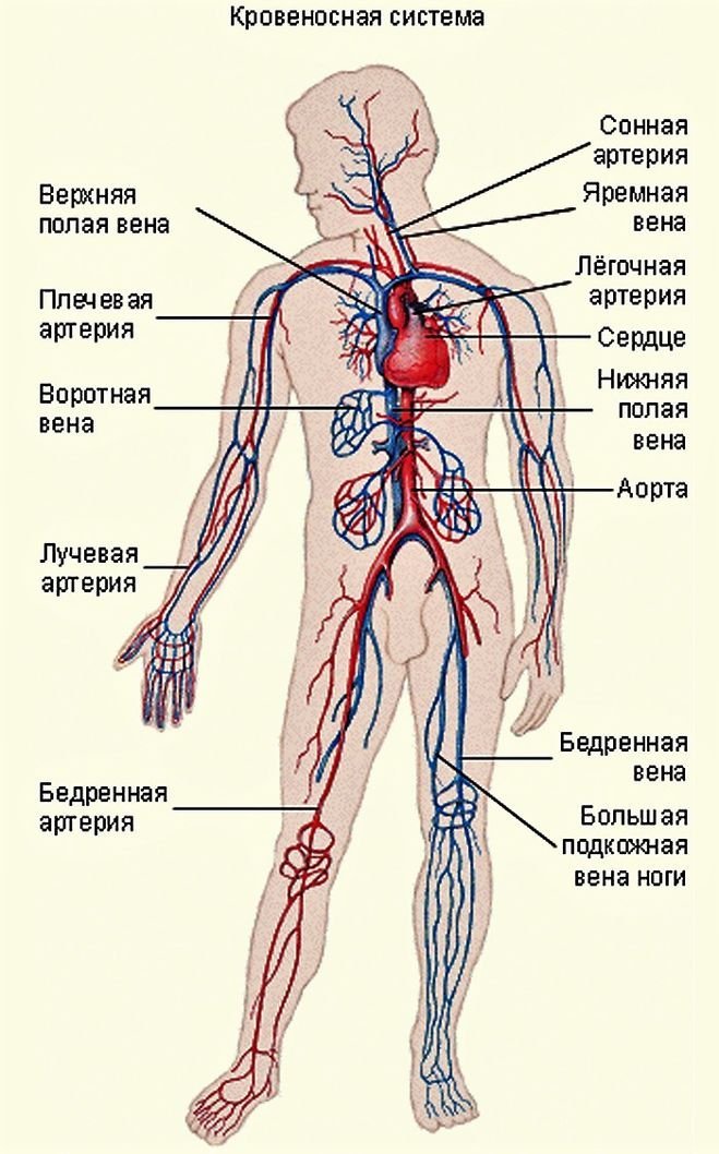 Венозная и артериальная система человека схема. Кровеносные сосуды человека схема артерии вены. Кровеносная система состоит из сердца и кровеносных сосудов. Кровеносная система сосуды артерии вены. Простейшие кровообращения