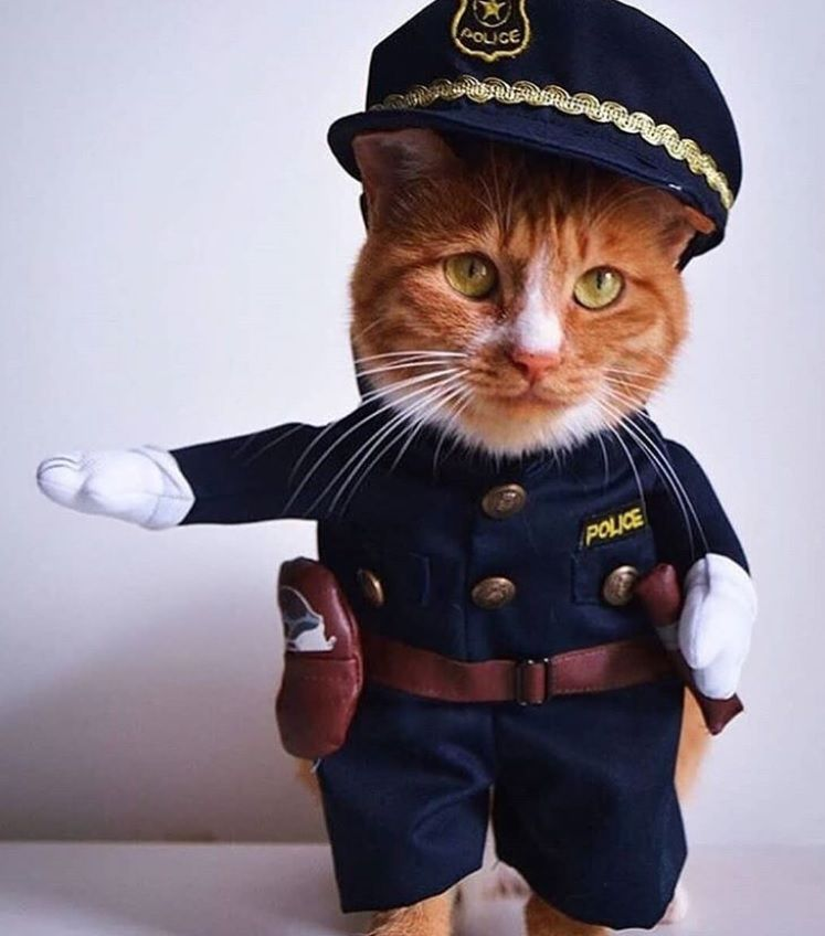 Кот полицейский. Кот в форме. ЕОТ В полицейской форме. Кот в фуражке полицейского. Кот охранник