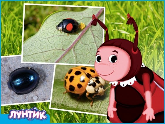 Божья коровка из Лунтика