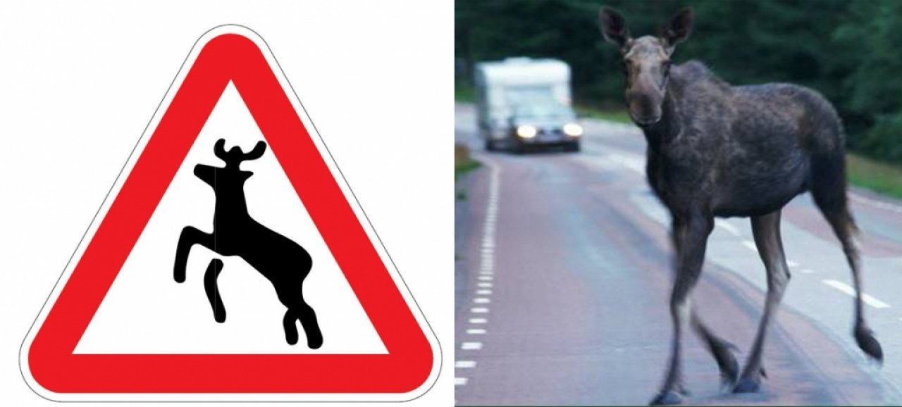 Что означает знак оленя. Дорожный знак 1.27 Дикие животные ПДД. Дорожный знак Лось. Знак Дикие животные. Знак осторожно лоси.