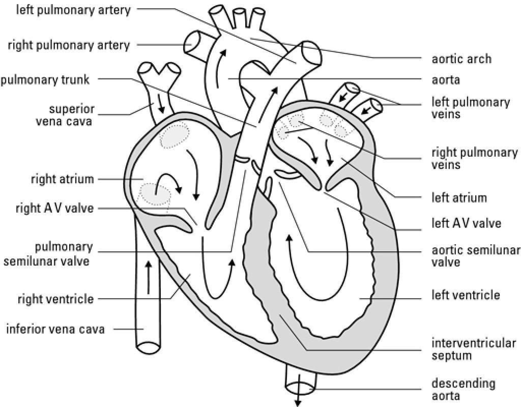 Какая структура сердца человека изображена на рисунке. Схема сердца человека биология 8 класс. Строение человеческого сердца схема. Строение сердца схема простая. Внутреннее строение сердца анатомия.