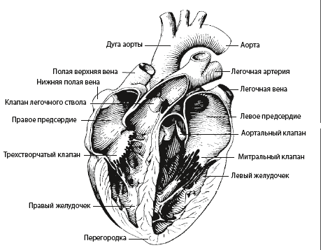Строение сердца человека анатомия
