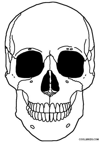 Скелет головы для рисования