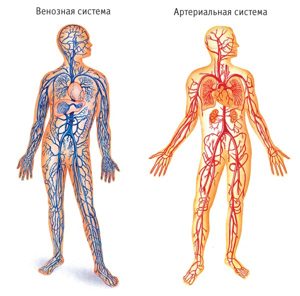 Артериальная и венозная система