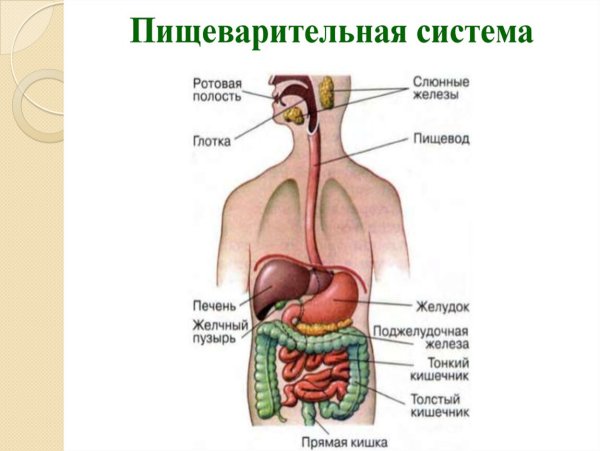 Система пищеварения человека схема
