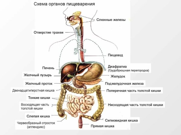 Строение пищеварительной системы человека схема